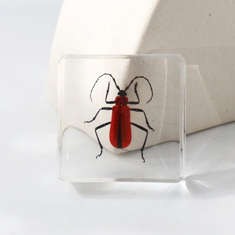 Vierkant insectenspecimen van hars, extra cognitieve leermiddelen, dierenspecimen, kunstmatig amber handwerkornament