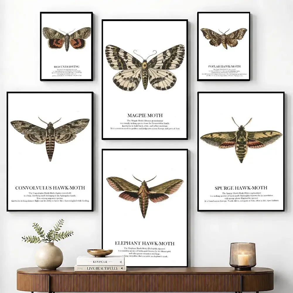 Apollo Red Underwing Moth Various Butterflies Poster Perfect Sticker Self Adhesive for Office Home Theater Wall Art Decor Gift