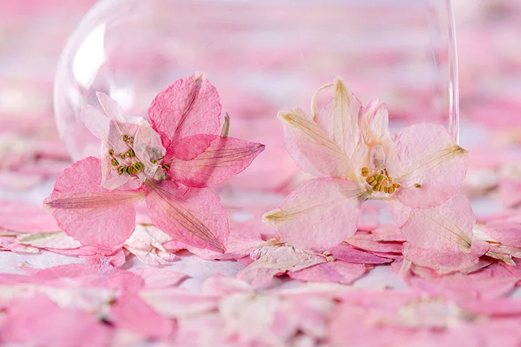 100 шт. цветов в стиле «гусина – обзор и цена Dried Flower Pressed
