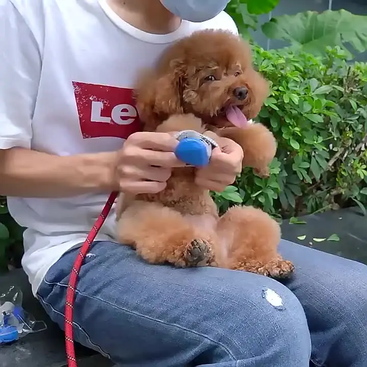 Dog Socks Waterproof Shoes Breathable Socks for Dogs Cats Socks Non-Slip Soles Adjustable Small Dog Paw for Indoor Outdoor
