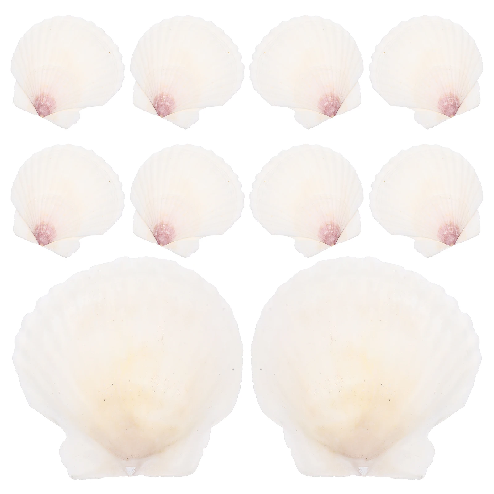 10 pçs conjunto de concha natural diy vieiras acessórios para artesanato conchas para decoração tanque de peixes adorno desktop ornamento oceano tema
