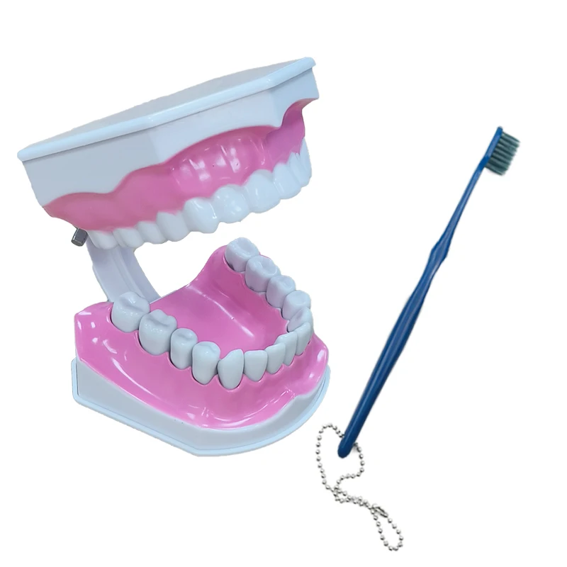 Toothbrushing Teaching Toy Teeth Model Removable Tooth Model 1:2 Dental Study Display Tool Dentist Material 12X9Cm