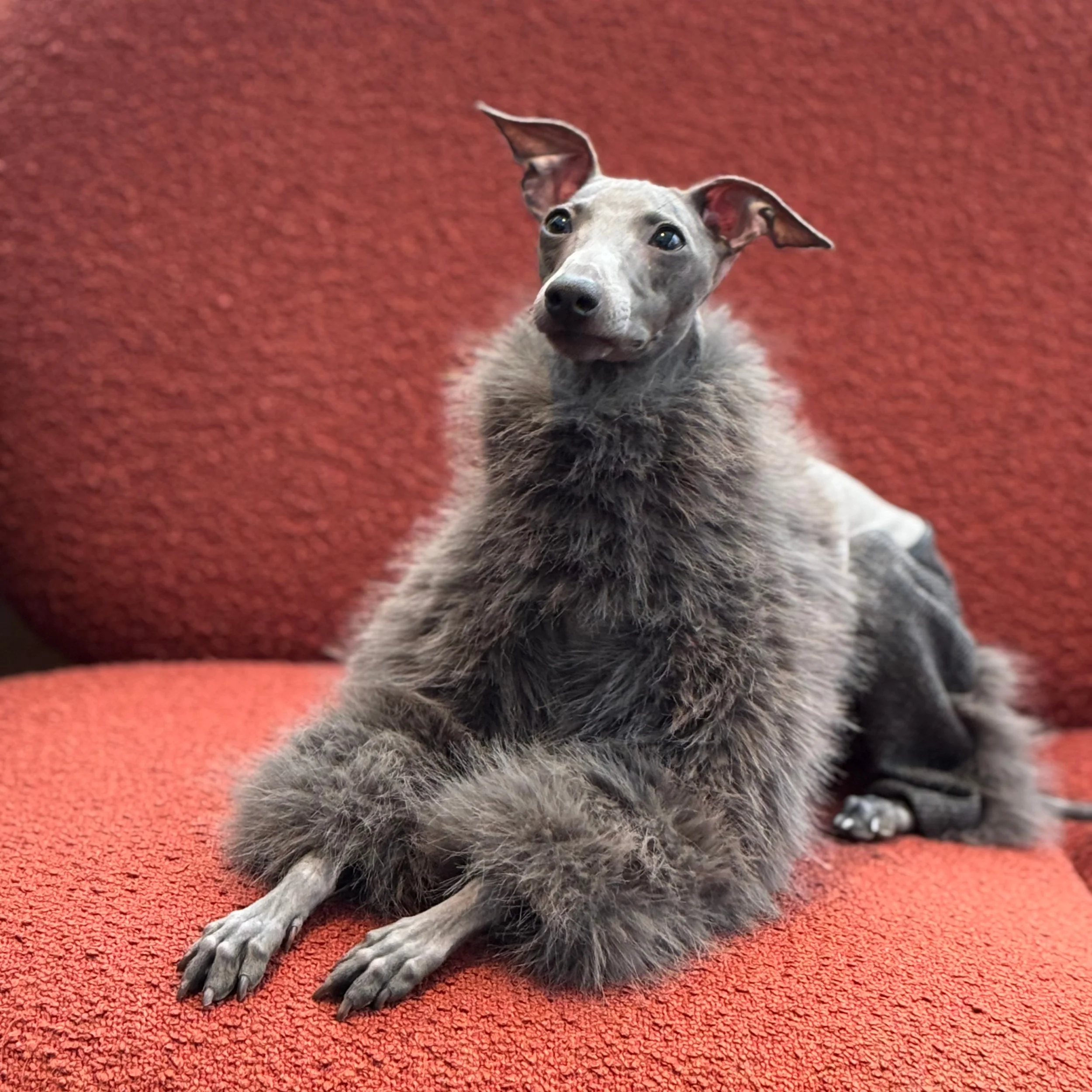 

Темно-серое пальто из ацетатного кашемира и искусственного экологичного меха для итальянских грейхаундов, зимняя элегантная накидка в корейском стиле для собак