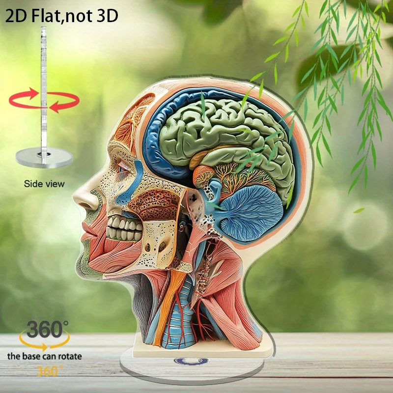 2D Flat, 1pc Rotatable Acrylic Human Head Model - 360° Base Rotation, Detailed Brain And Muscle System Display, for Education, A