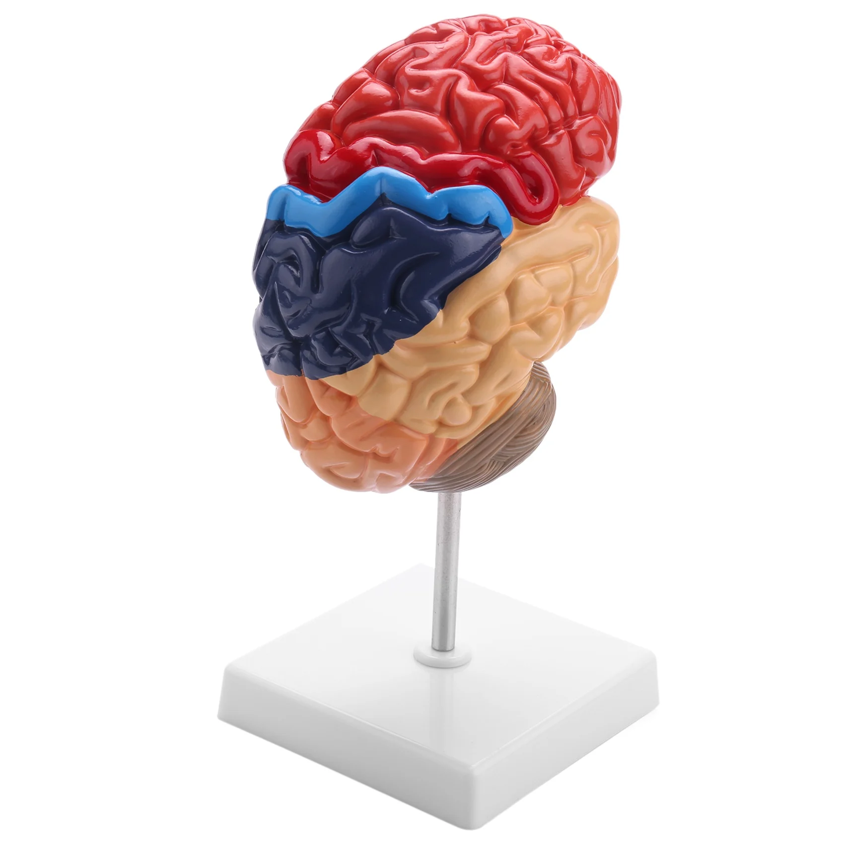 Cerebral Anatomical Model Anatomy 1:1 Half Brain Brainstem Teaching Lab Supplies