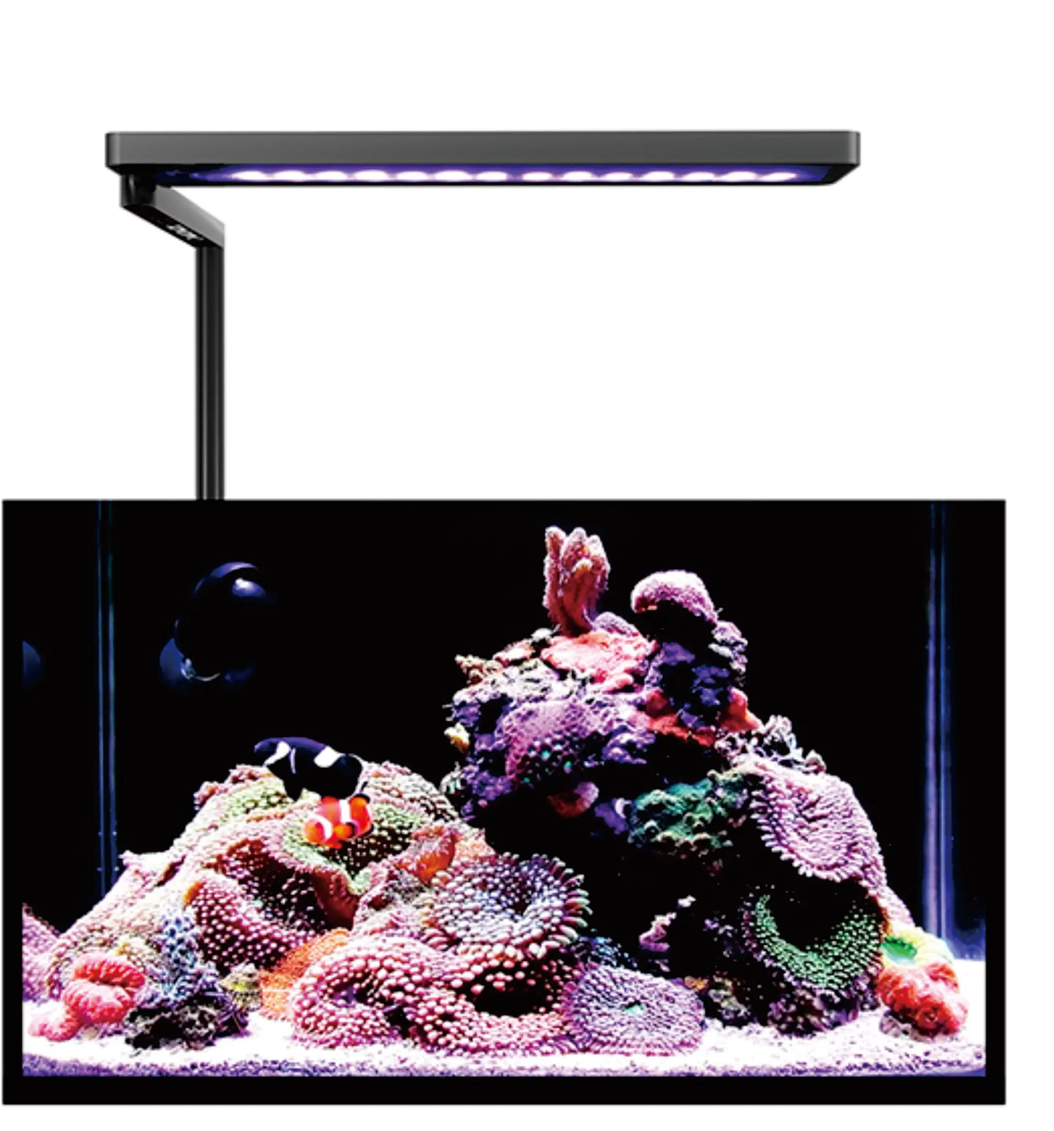 MicMol SOLO WRGB 20W Clip Aquarium Light, Two Options for Fresh Planted Tank & Saltwater Coral Reef Aquarium