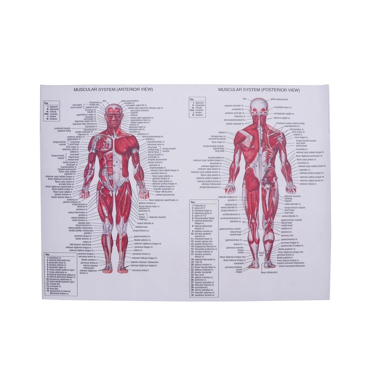 

Human Muscular System Silk Poster Anatomical Hanging Picture Room Decoration for Home School Hospital Restaurant (44x33cm)