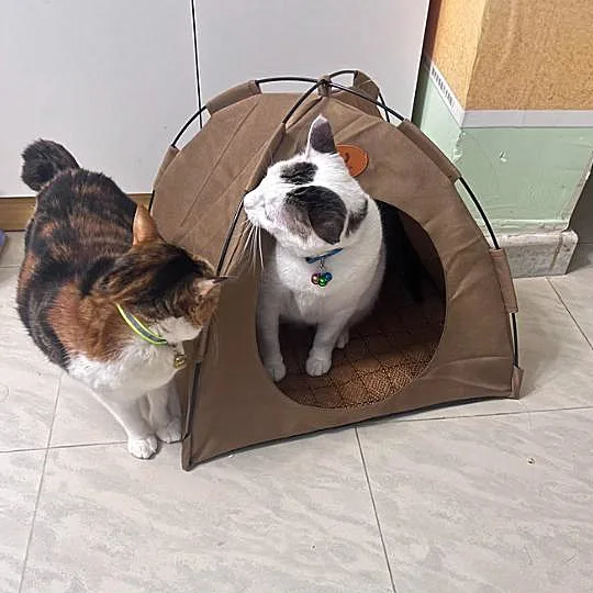 Summer Pet Nest, Detachable Washable Foldable Outdoor Tent-style Cat And Dog House, Equipped With A Cooling Mat