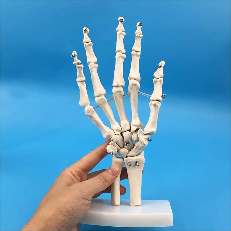 Modello di articolazione della mano Modello di anatomia della mano umana Modello di scheletro anatomico dell\'articolazione della mano Decorazione