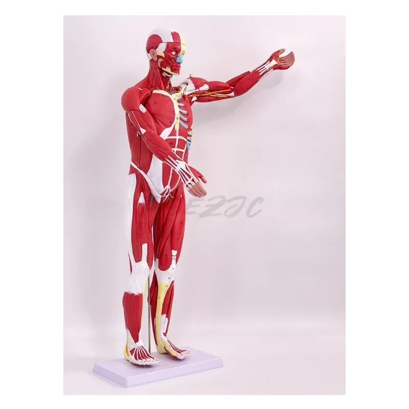 80CM Human Whole-body Muscle Model Visceral Organ Anatomical Structure Tissue Disassembly Exercise Muscle Human Model