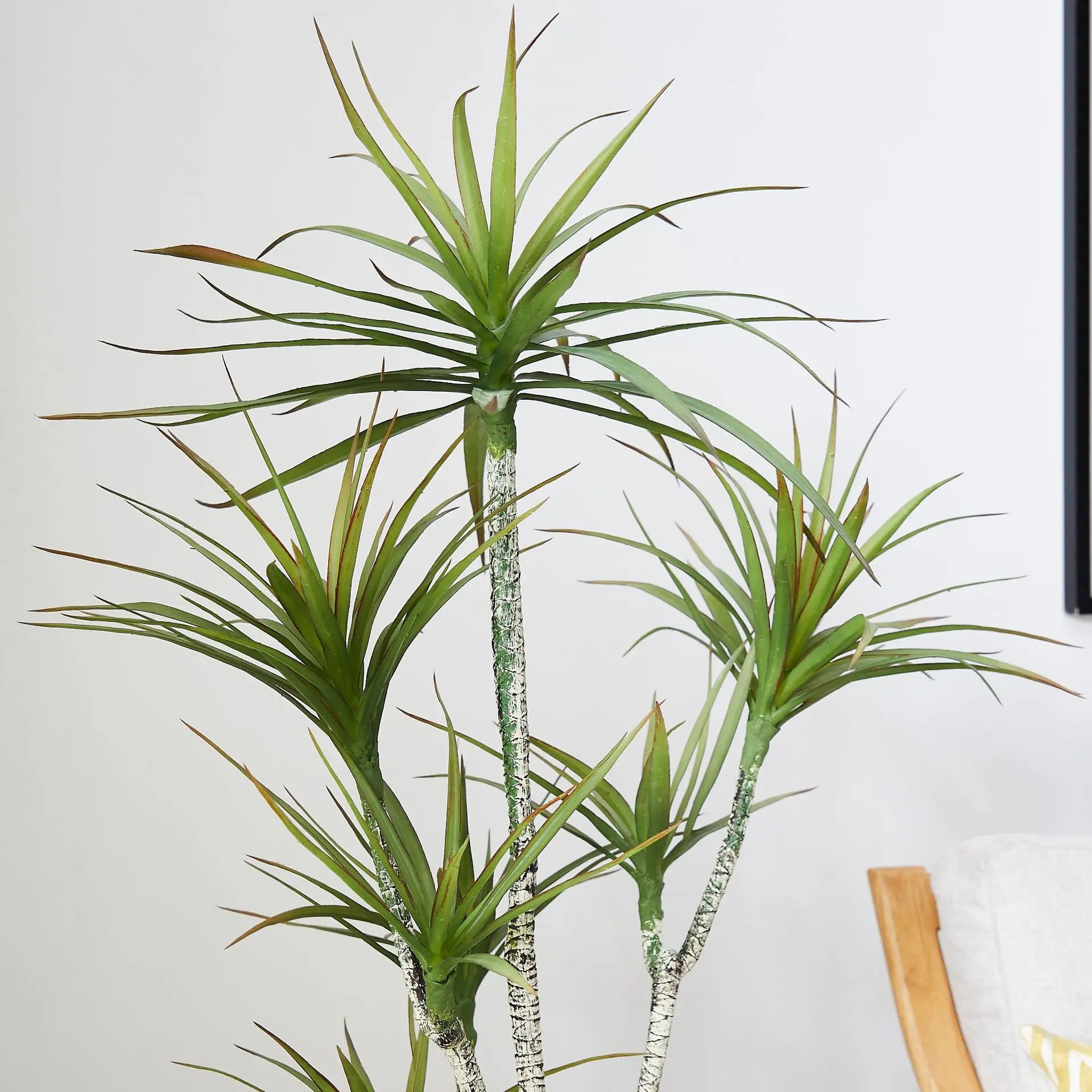 بوعاء بلاستيك صناعي ​ نبات Dra - مراجعة Dracaena Marginata وسعره