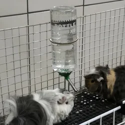 1000ml 1pc Random Rabbit Drinking Plastic Water Bottle Dispenser Feeder Hanging Pet Guinea Pig Squirrel Rabbit Drinking Bottle