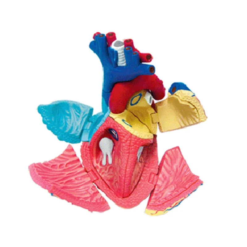 Genuine 4D MASTER educational toy heart 4d master human body assembly model visceral anatomy model