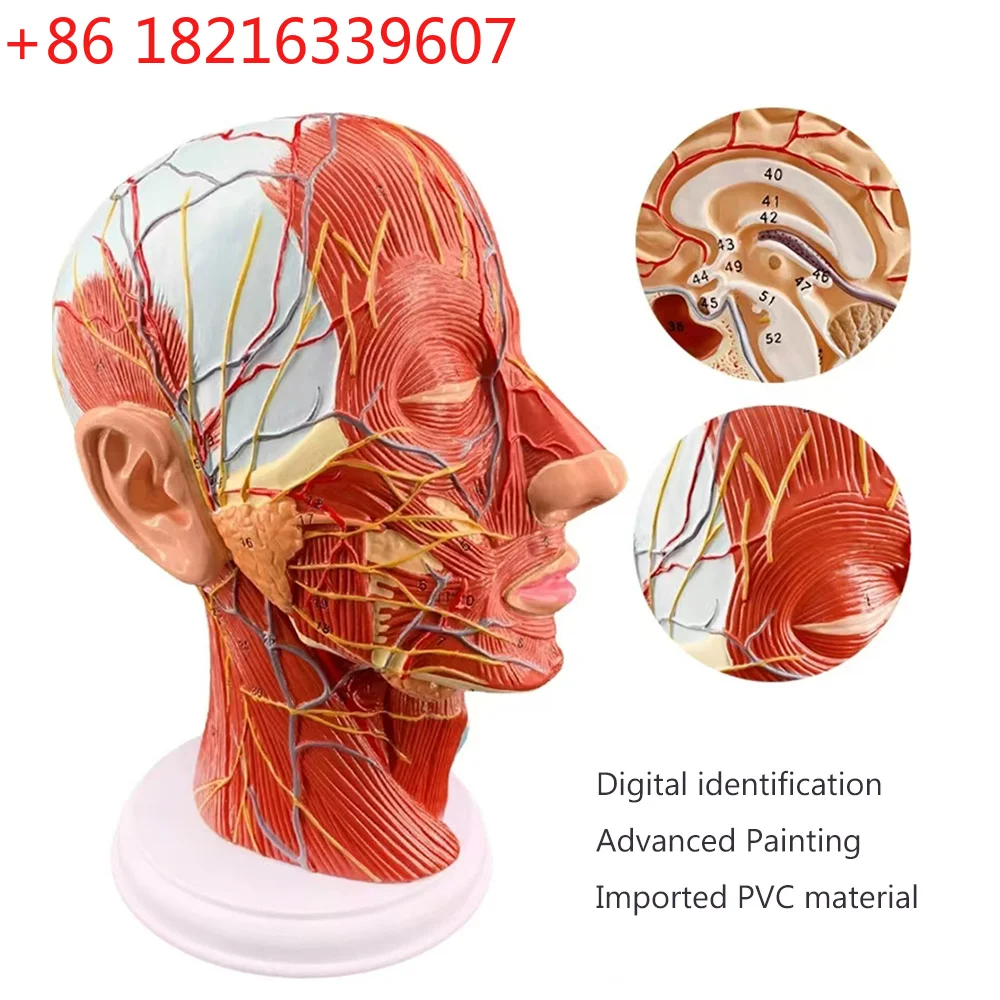 YAO Anatomical Head Median Sagittal Plane Model Nerves Parotids for Teaching