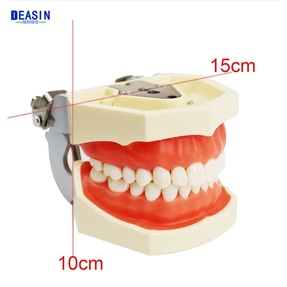 28/32 Model zębów dentystycznych dla dentysty studenta stomatologii studiującego edukację wyświetla modele typodontów z wyjmowanym zębem