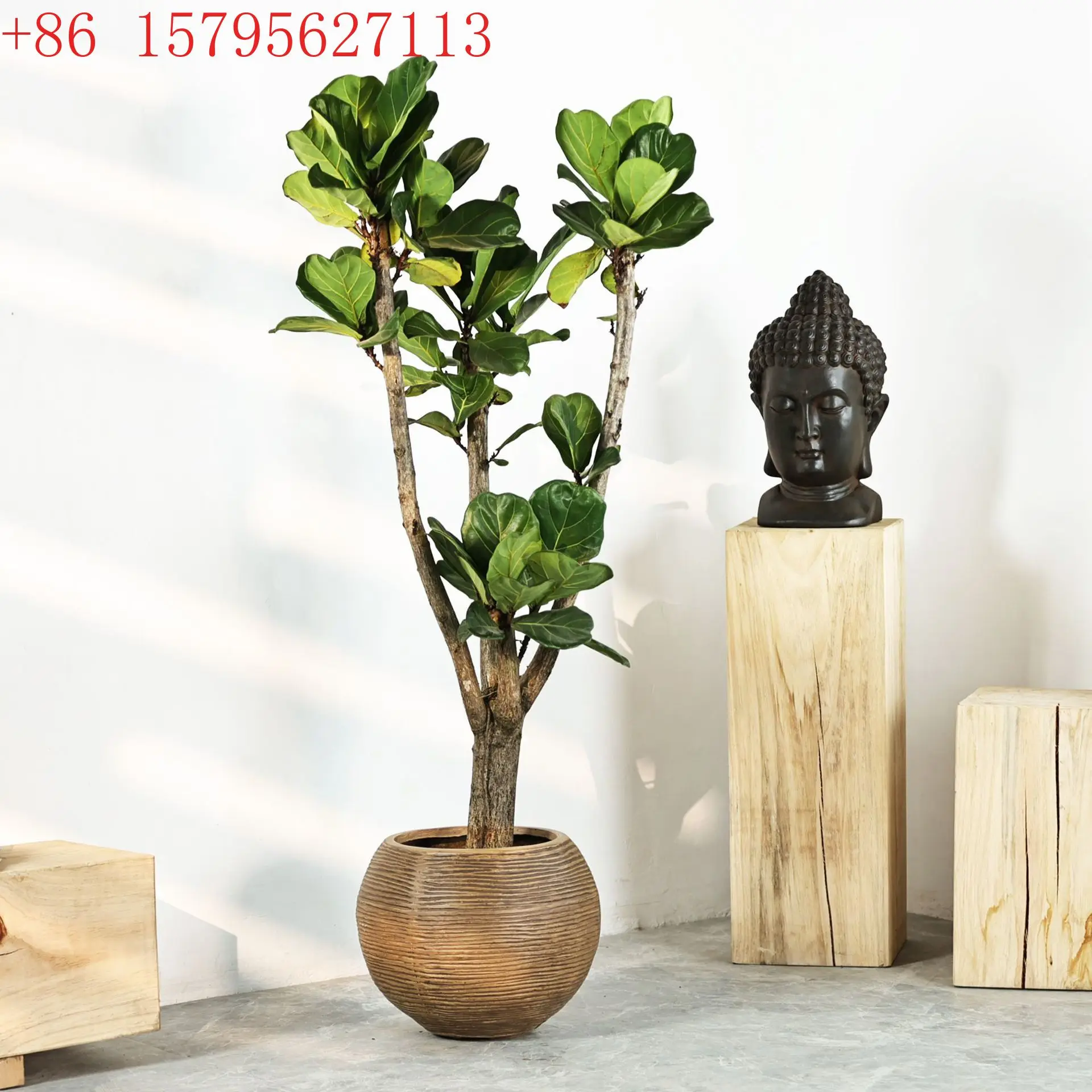 

Простой напольный художественный антикварный открытый скандинавский стиль открытый крытый зеленый раковина для растений