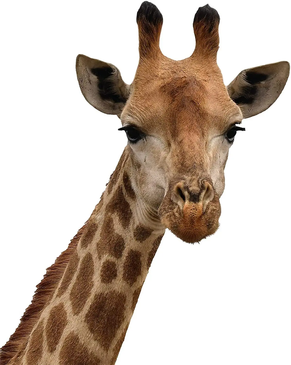 Animal Wall Sticker Giraffe Cow Dog Deer Sticker Creative Hole Car Window Window Home Decoration New 2023