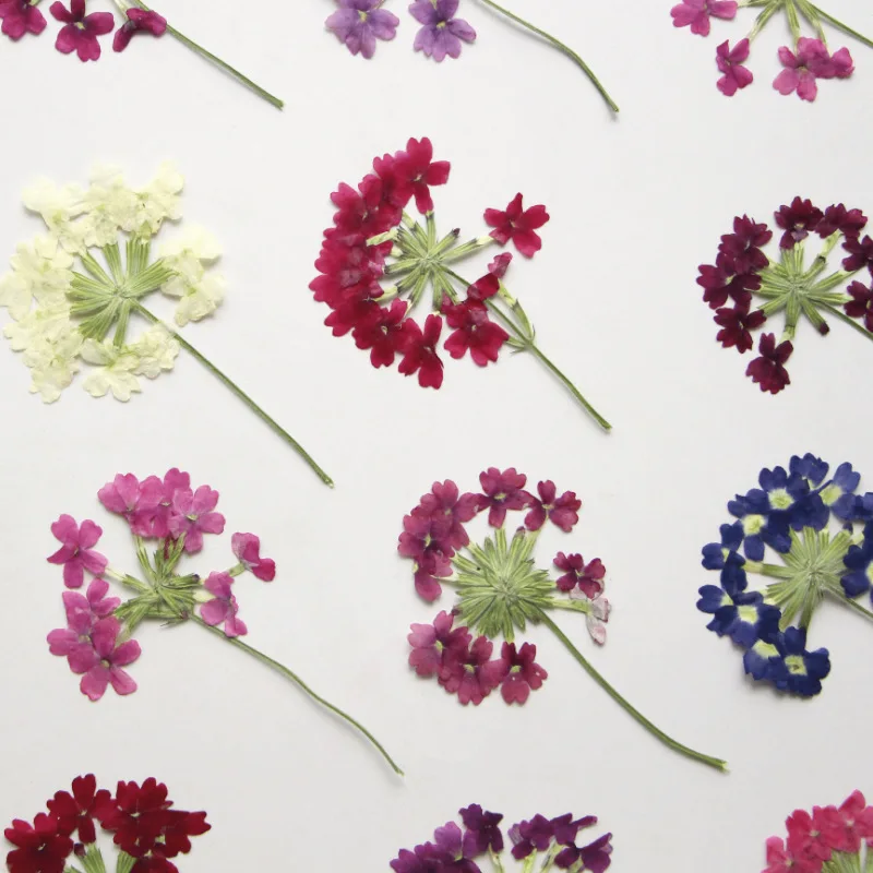 Verbena-Natural Dried Flowers with Stems Specimen, Scented Candles Decoration, Free Shipping, 1000Pcs