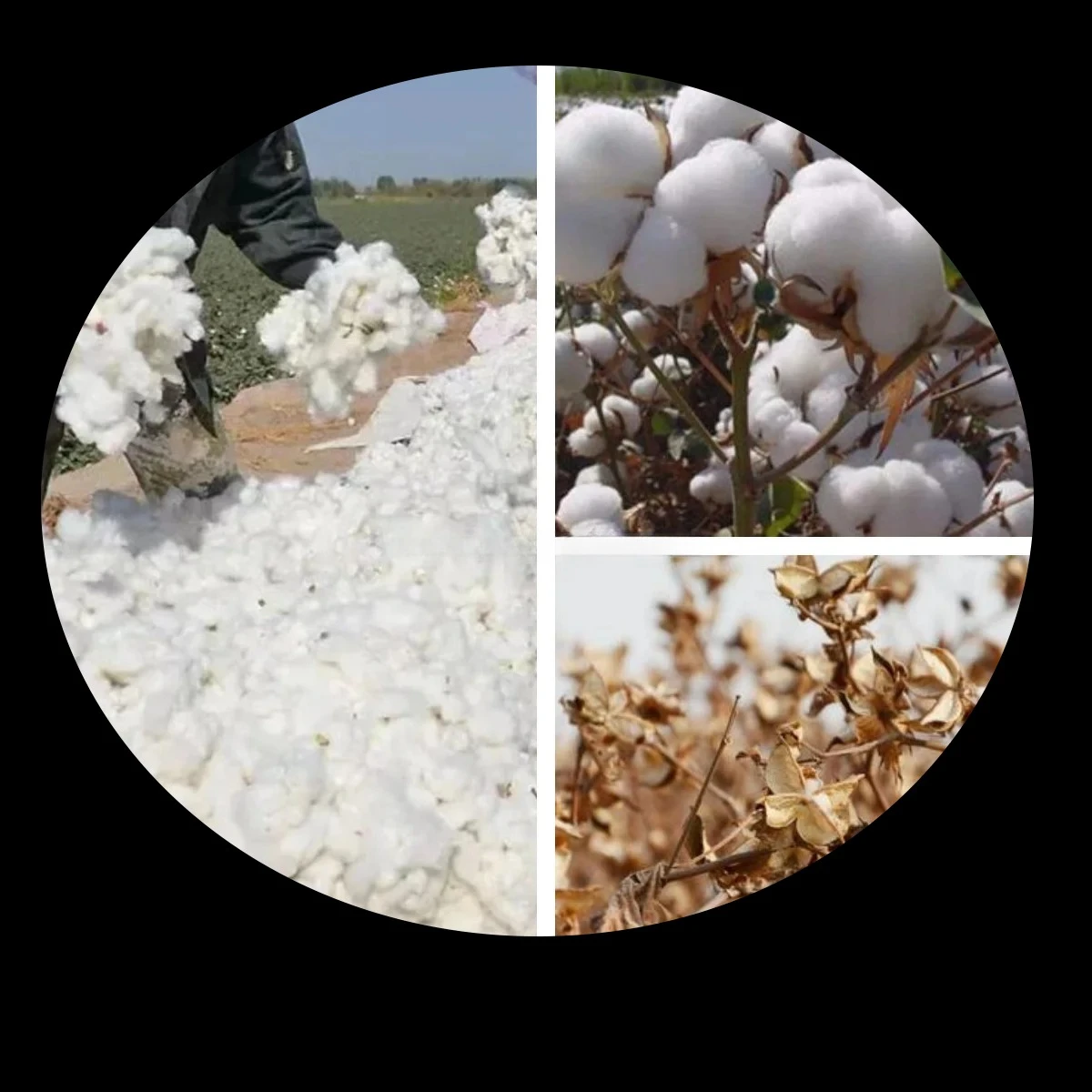 Automatic Cotton Picking Machine Harvester for Agricultural Cotton Field Harvesting Industrial Cotton Collecting Equipment