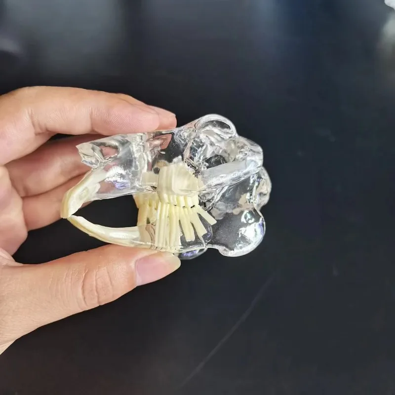 Transparent Rabbit tooth model  pet animal model for veterinary or student practice models