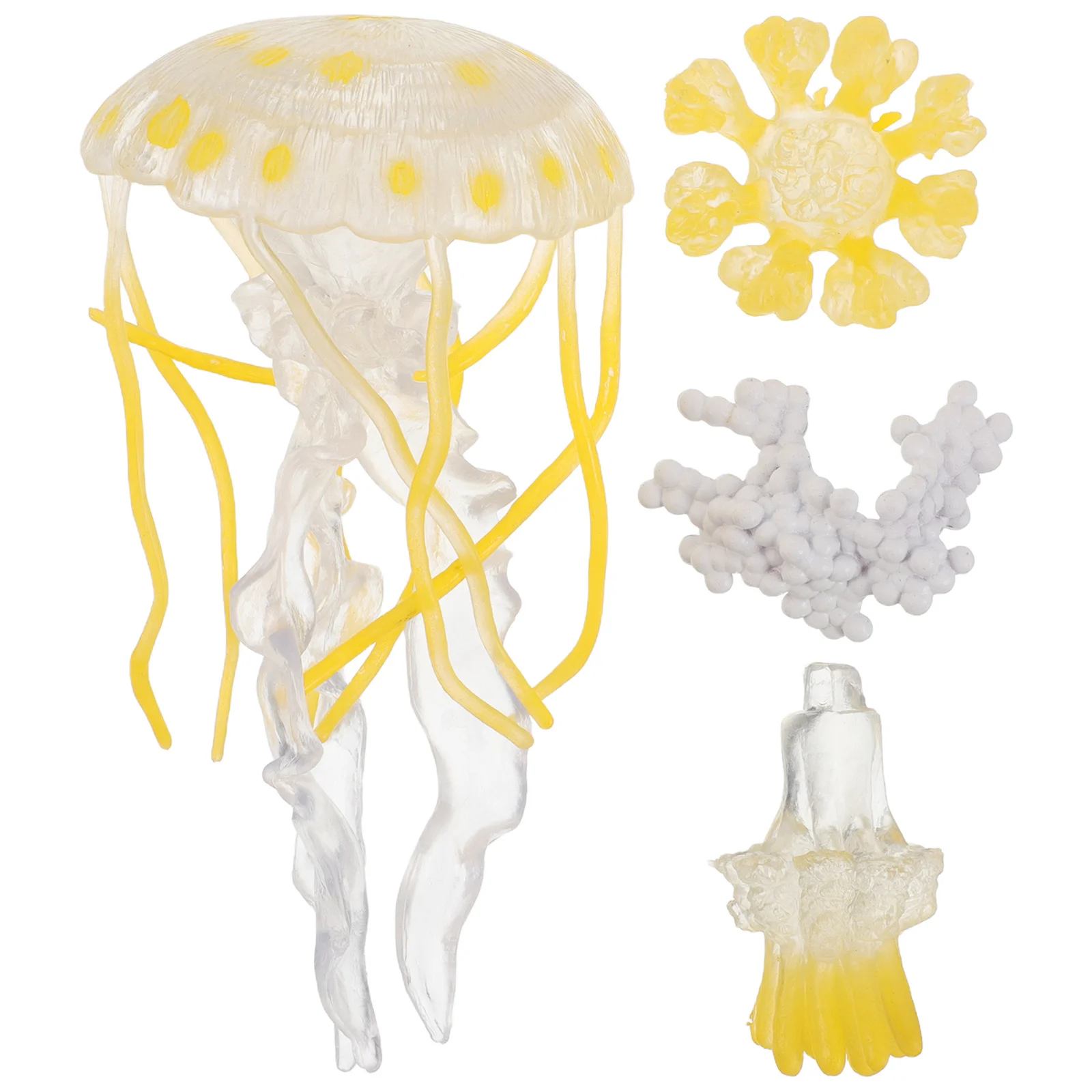 

1Set Jellyfish Life Cycle Learning Education Set Preschool Marine Science Cognitive Growing Decoration for Kids