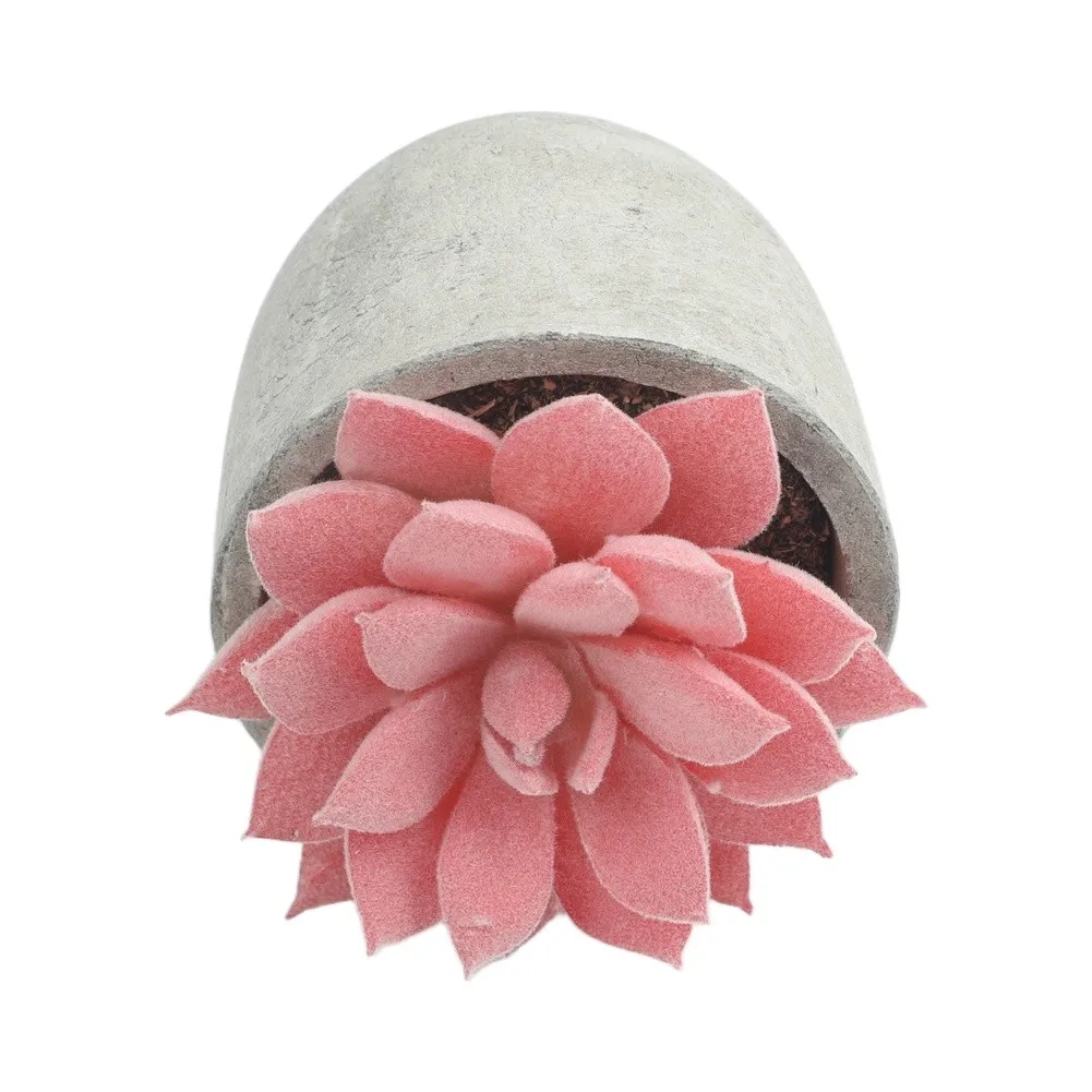 for stunning Variegated Succulents for Indoor Decoration Easy Care Air Purifying Plants for Home and Office Spaces