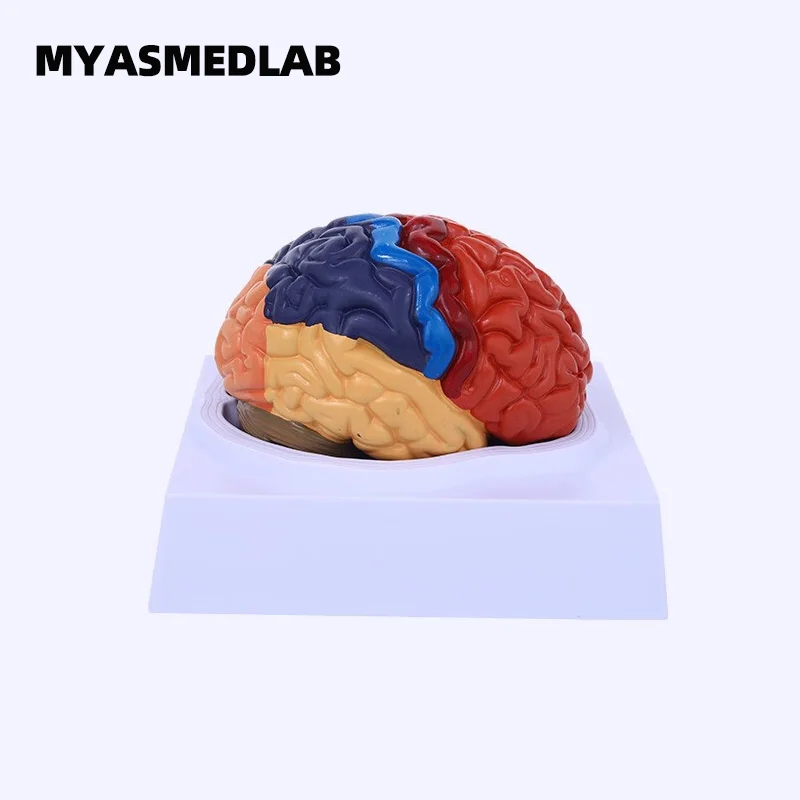 1:1 Brain Functional Zone Model, Brain Model Cortex Partition Model, Color-Coded Brain Anatomy Model