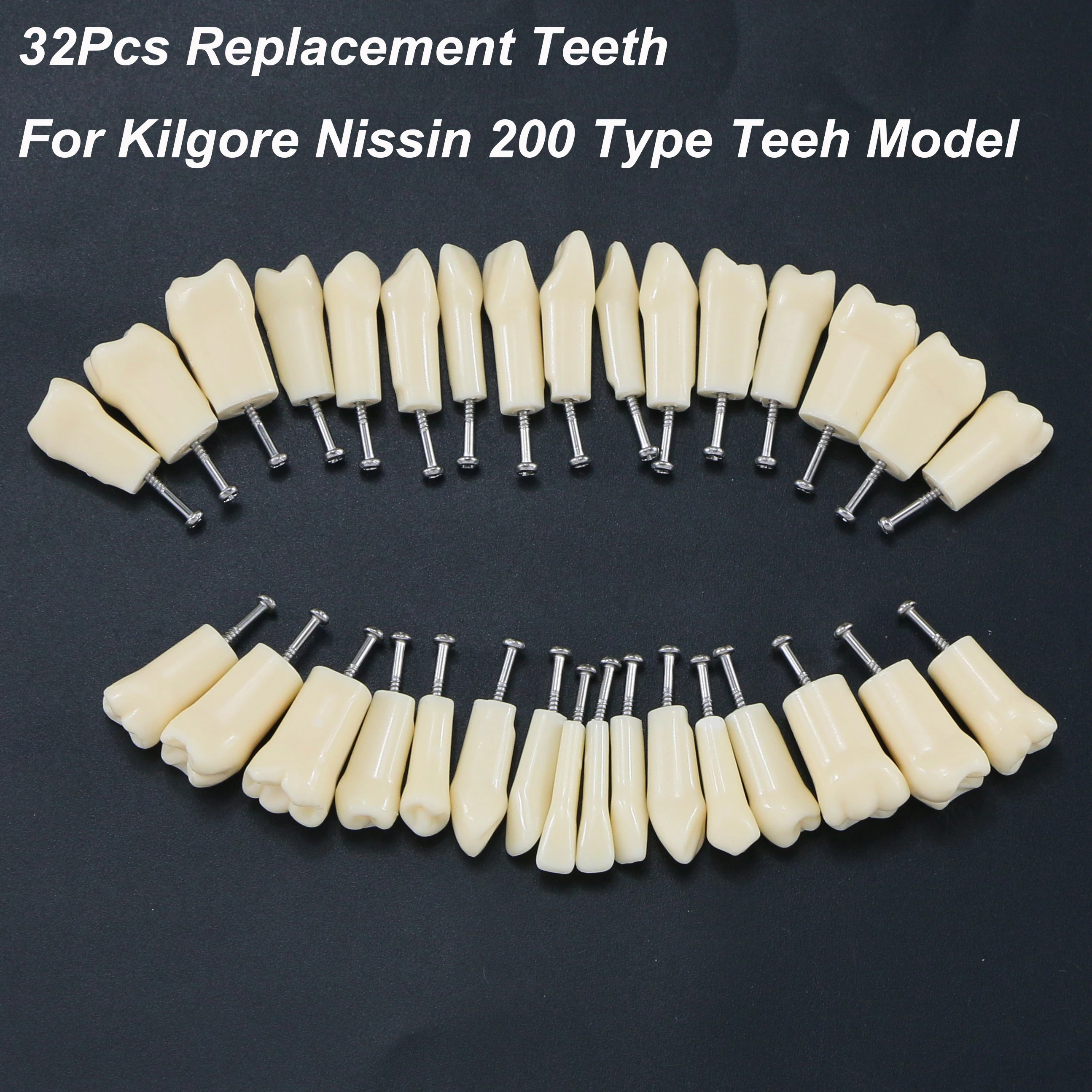 32Pcs Typodont Teeth Model Compatible with Kilgore Nissin 200 Spare Teeth Dental Practice and Teaching Replace  M8025