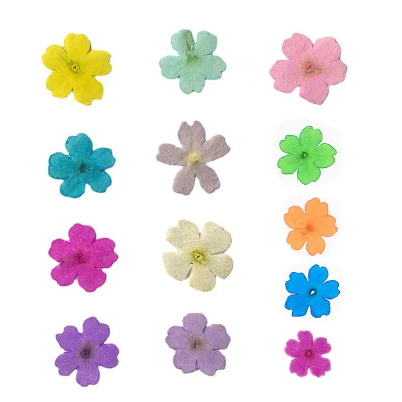 2~3CM/Real Natural Small Dried Pressed Verbena Hybrida Flowers Head,Dry Press Flower For Epoxy Resin Jewellery,Candles,Nails