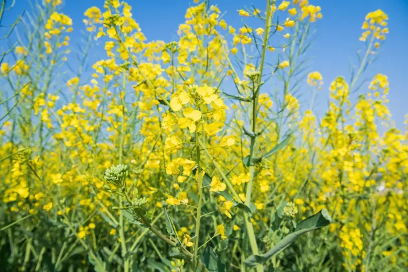 

3000 мАч, используется для электрического моноцикла, электрического скутера, новый бестселлер, 16s1p, 60 В, 132 Втч, литий-ионная аккумуляторная батарея