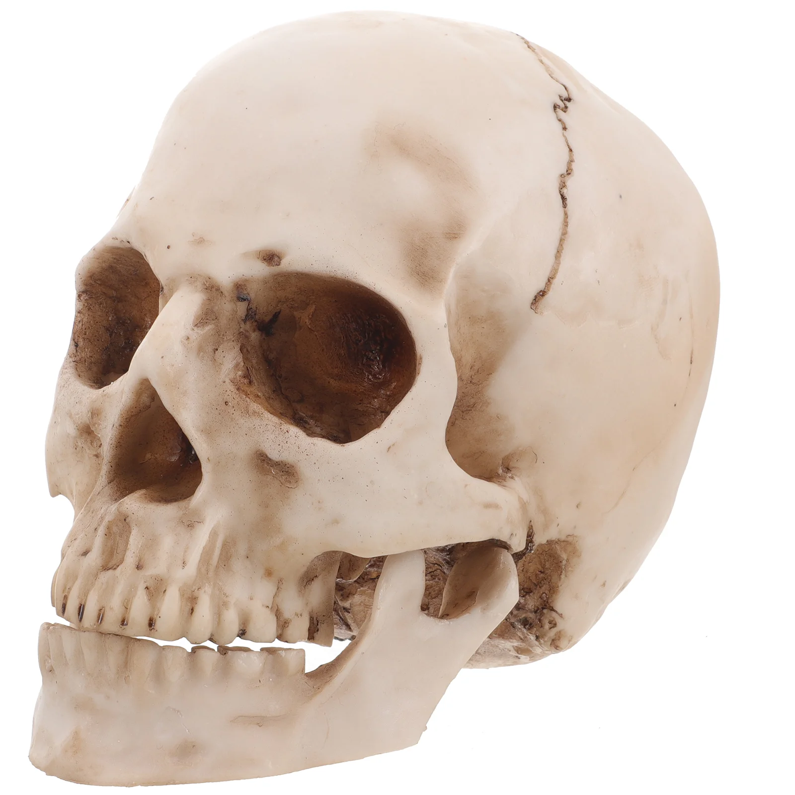 Halloween Anatomical and Tracing Use Neck Human Skull Replica Skeletons