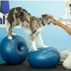 Dog Agility Equipment Dog Special Fitness Donut Ball Rehab Rehabilitation Training Core Muscle Atrophy Hind Limb Strength