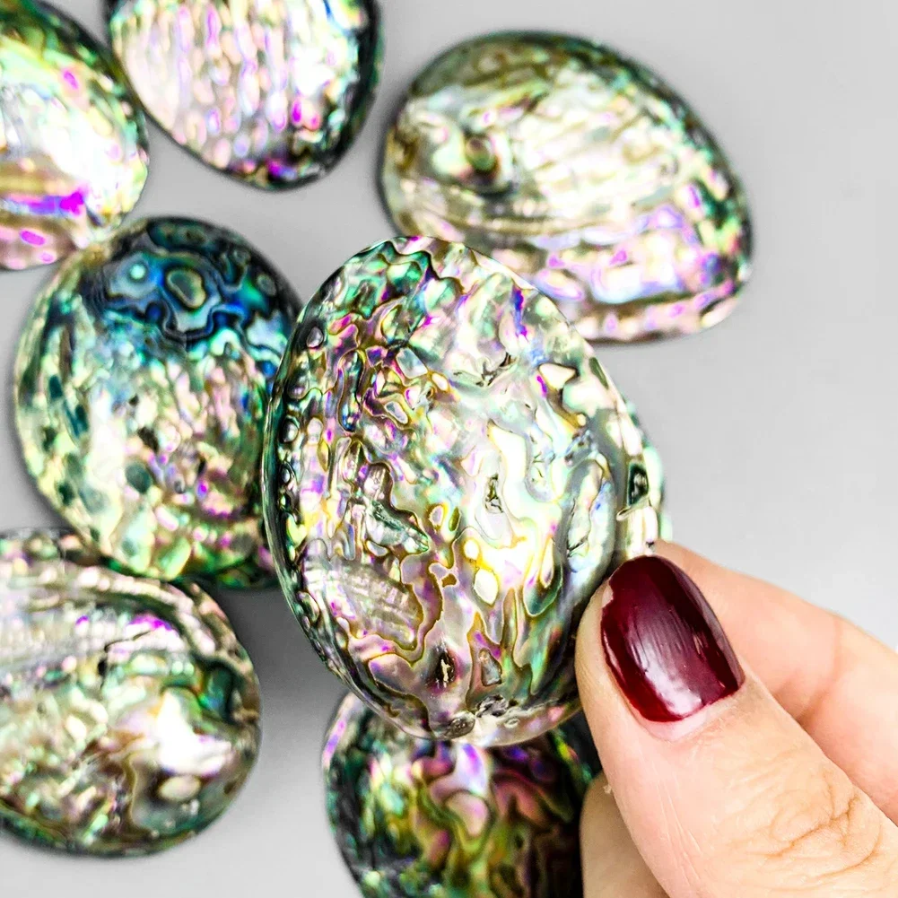 Natural Abalone Shell Polished Seashell Rainbow Iridescent Craft Jewelry Making Altar Decor Smudging Bowl Healing Shell view 3
