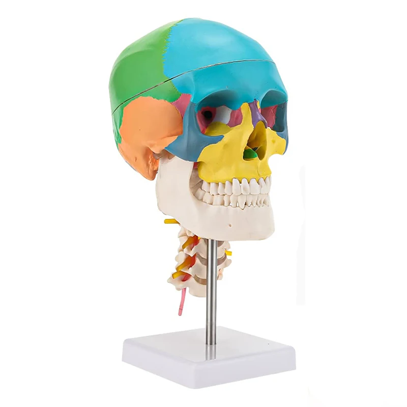 Human Colored Skull with Cervical Vertebra Anatomical Model, Life Size 3-Part Detachable Skull Anatomical Model