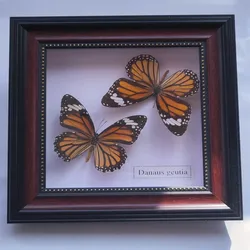 Butterfly Real Specimen butterfly specimen photo frame craft /Butterfly Specimen Artwork Material Decor