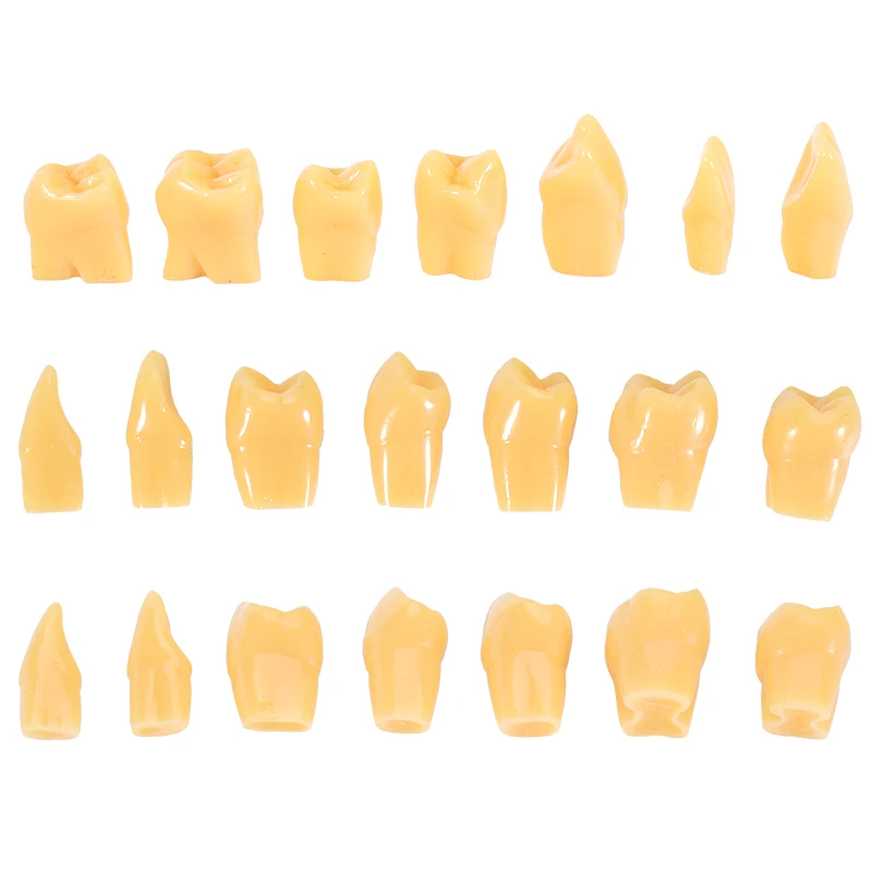 28 pz/set Dentista Intagliare Denti Modello Per Adulti Denti Permanenti Intagliati Modello di Confronto Odontoiatria Laboratorio Studio Dimostrazione