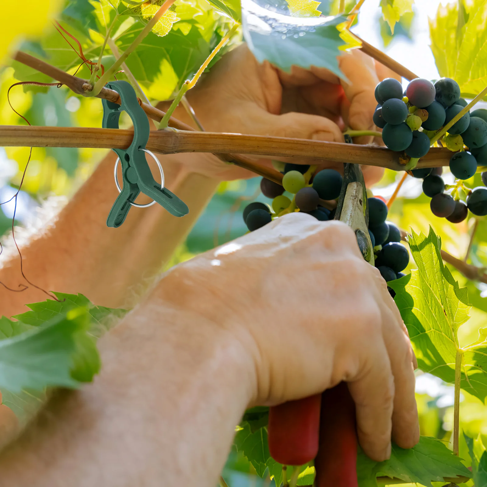 

50Pcs Plant Grafting Clips Reusable Support Clamps for Flower Vine Stem Fixing Garden Greenhouse Supplies