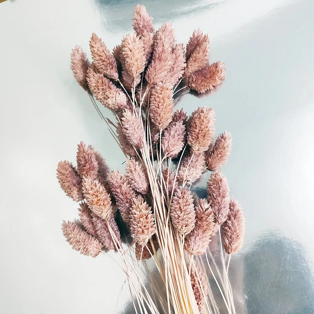 

Gem Jewelry Phalaris Grass Bouquet Gifts Natural Rabbit Tail Grass Dried Flower for Wedding Decoration Arrangement Home Decor