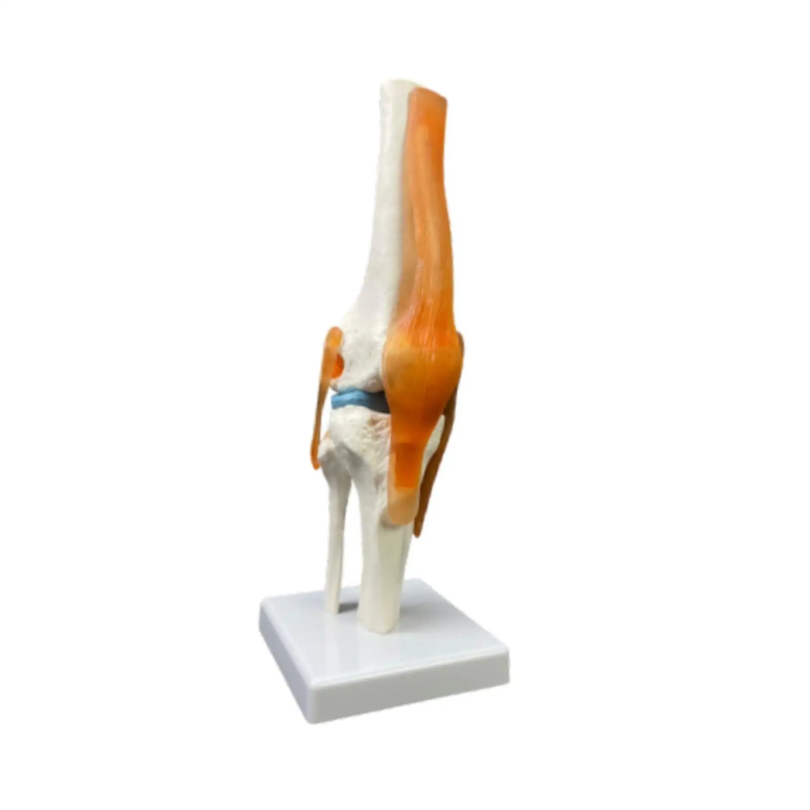 

Human Knee Joint Model Anatomical Teaching Tool Lightweight 1:1 Scientific Life