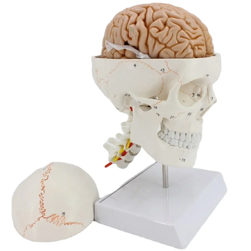 High-quality human brain and skull models and spinal models