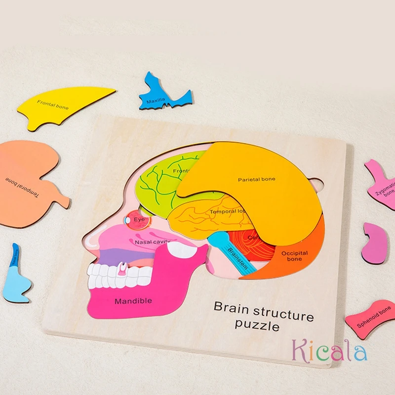 لعبة ألغاز تعليم تشريح الدماغ الخشبي للأعمار من 3 سنوات فما فوق، لعبة تعليمية معرفية متعددة الألوان لألعاب مونتيسوري للعلوم المبكرة