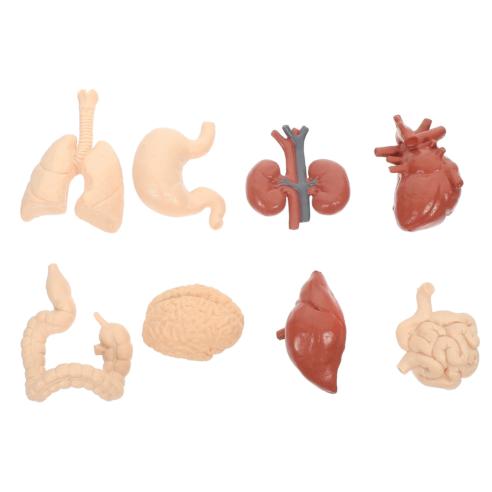 

Childrens Organ Anatomy Model Human Visceral Toy Teaching Aid Aids Internal Organs