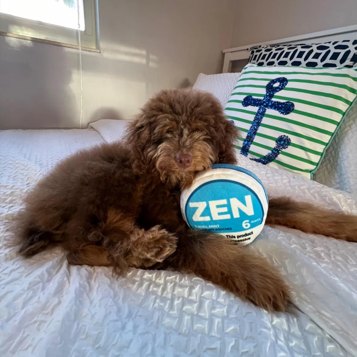 Zen Pupper Deckies Parodie Hundespielzeug – Plüsch quietschendes und knuspriges lustiges Hundespielzeug – Sabbern Mint – Detail 4