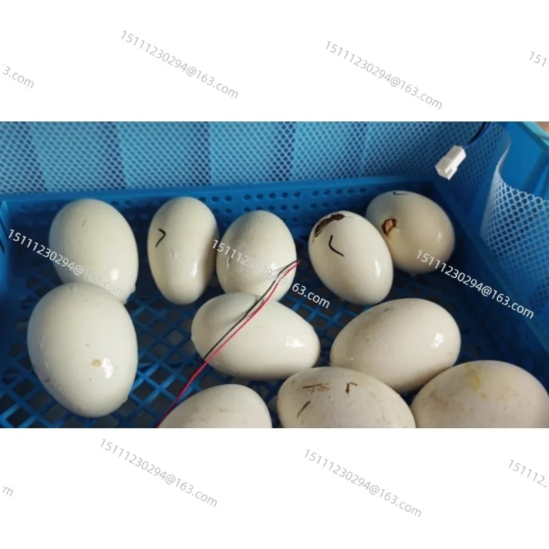 

Incubator: Small Household Fully Automatic Intelligent Egg Incubator, Chicken Rutin Chicken Hatching Box, Egg Hatching Machine