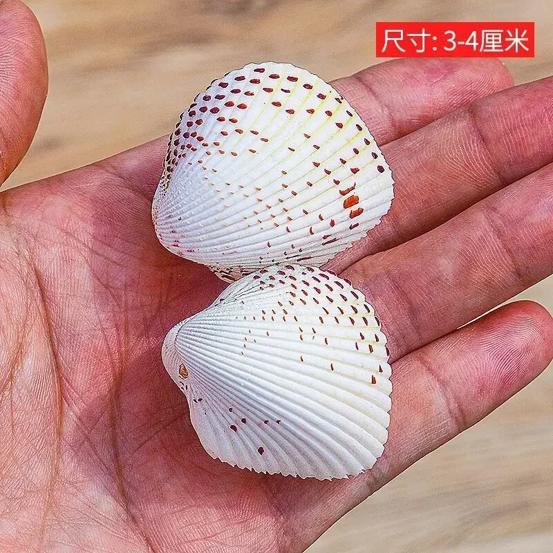 Colección redonda de decoración del hogar de vida marina de concha natural de almeja de corazón de pollo