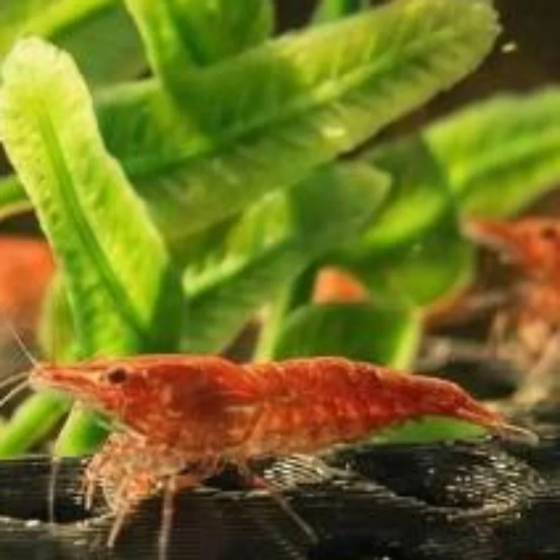 3D Printed Ring Shaped Aquarium Shrimp Shelter Multi Faceted Hollow Hiding Cave With Planting Function Aqaurium Ornaments