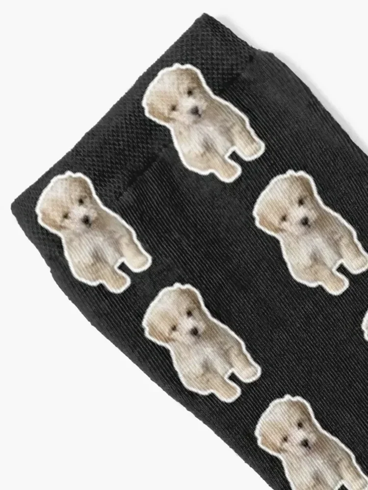 Cute Adorable Maltipoo Puppy Socks loose cool Luxury Woman Socks Men's