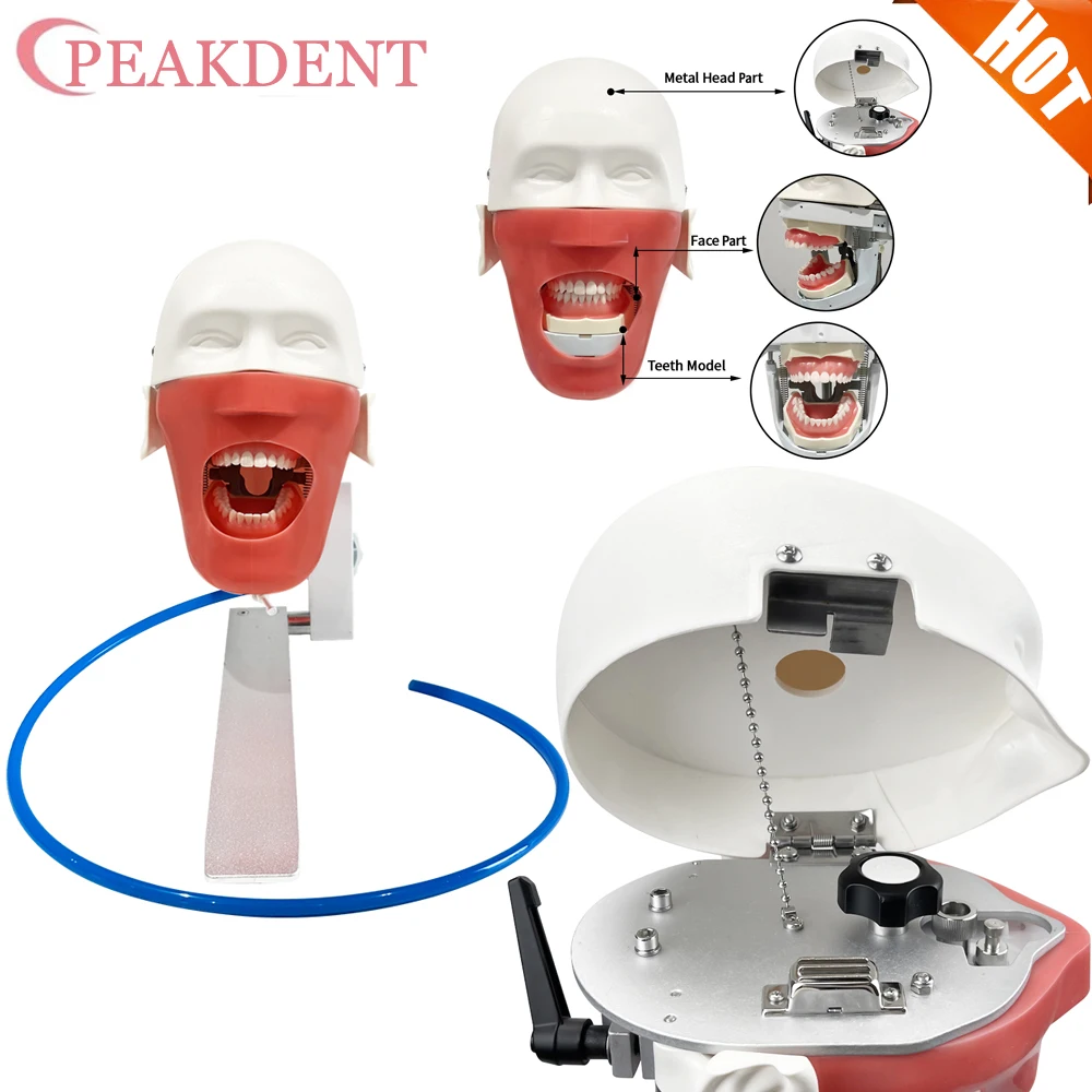 

Стоматологическая фантомная голова с зубцами для обучения стоматологом, тренировочная аппликация, модель стоматолога, модель головы манекена, стоматологический симулятор