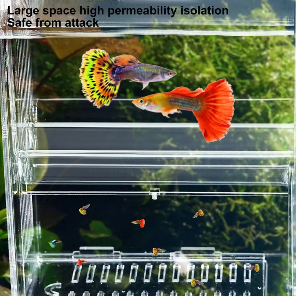 Double Isolation Compartment Breeding Box Transparent Multi-grid Aquarium Breeder Box for Fish Breeding for Shrimp image 6