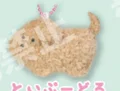 poodle
